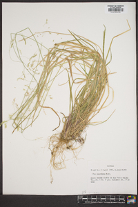 Poa cuspidata image