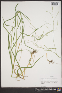 Glyceria septentrionalis image