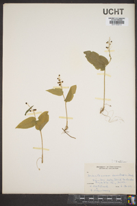 Maianthemum canadense image