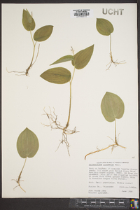 Maianthemum canadense image