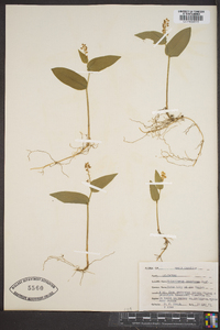 Maianthemum canadense image