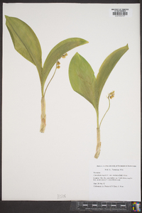 Convallaria majalis var. montana image