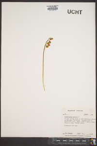 Convallaria majalis image