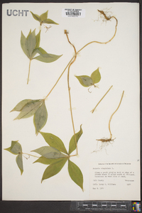 Medeola virginiana image