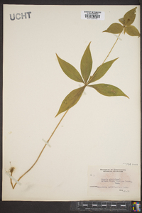 Medeola virginiana image