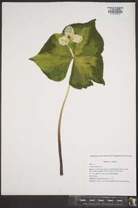 Trillium flexipes image