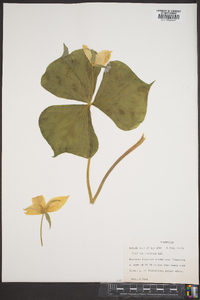 Trillium flexipes image