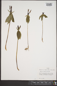 Trillium lancifolium image