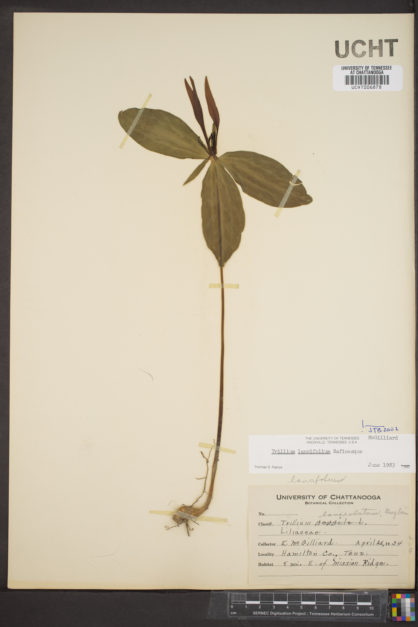 Trillium lancifolium image