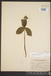 Trillium lancifolium image