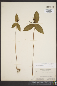 Trillium lancifolium image