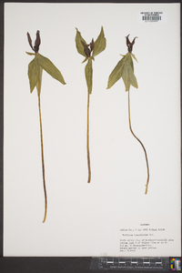 Trillium lancifolium image