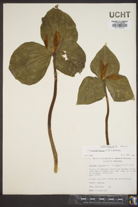 Trillium luteum image