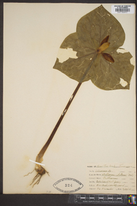 Trillium luteum image