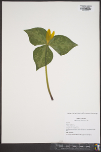 Trillium luteum image