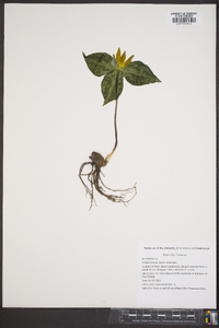 Trillium luteum image