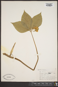 Trillium catesbaei image