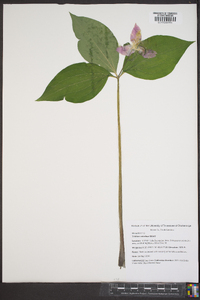 Trillium catesbaei image