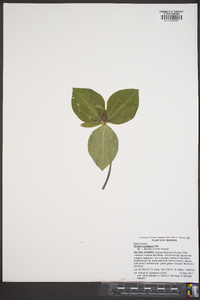 Trillium catesbaei image