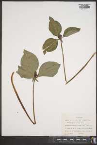 Trillium recurvatum image