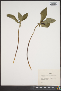 Trillium recurvatum image