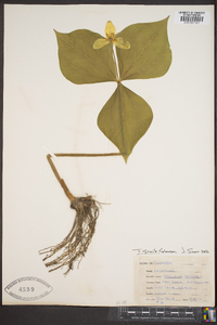 Trillium simile image