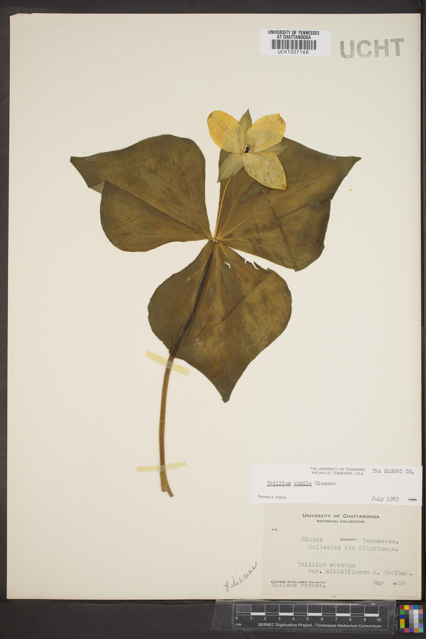 Trillium simile image