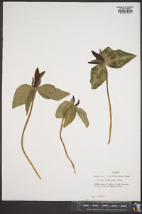 Trillium underwoodii image