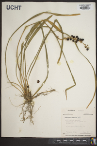 Ophiopogon jaburan image