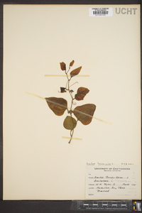 Smilax bona-nox image