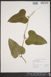 Smilax bona-nox image