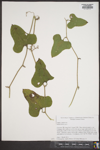 Smilax bona-nox image