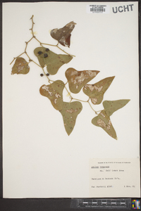 Smilax bona-nox image