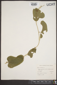 Smilax bona-nox image