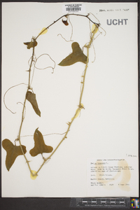 Smilax bona-nox image