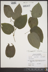 Smilax tamnoides image