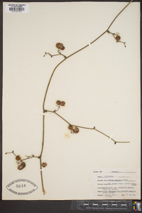 Smilax walteri image