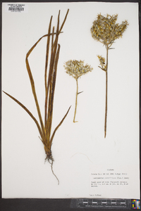 Lachnanthes caroliniana image