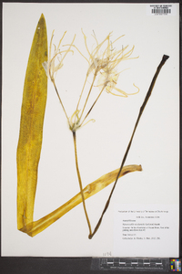 Hymenocallis occidentalis image