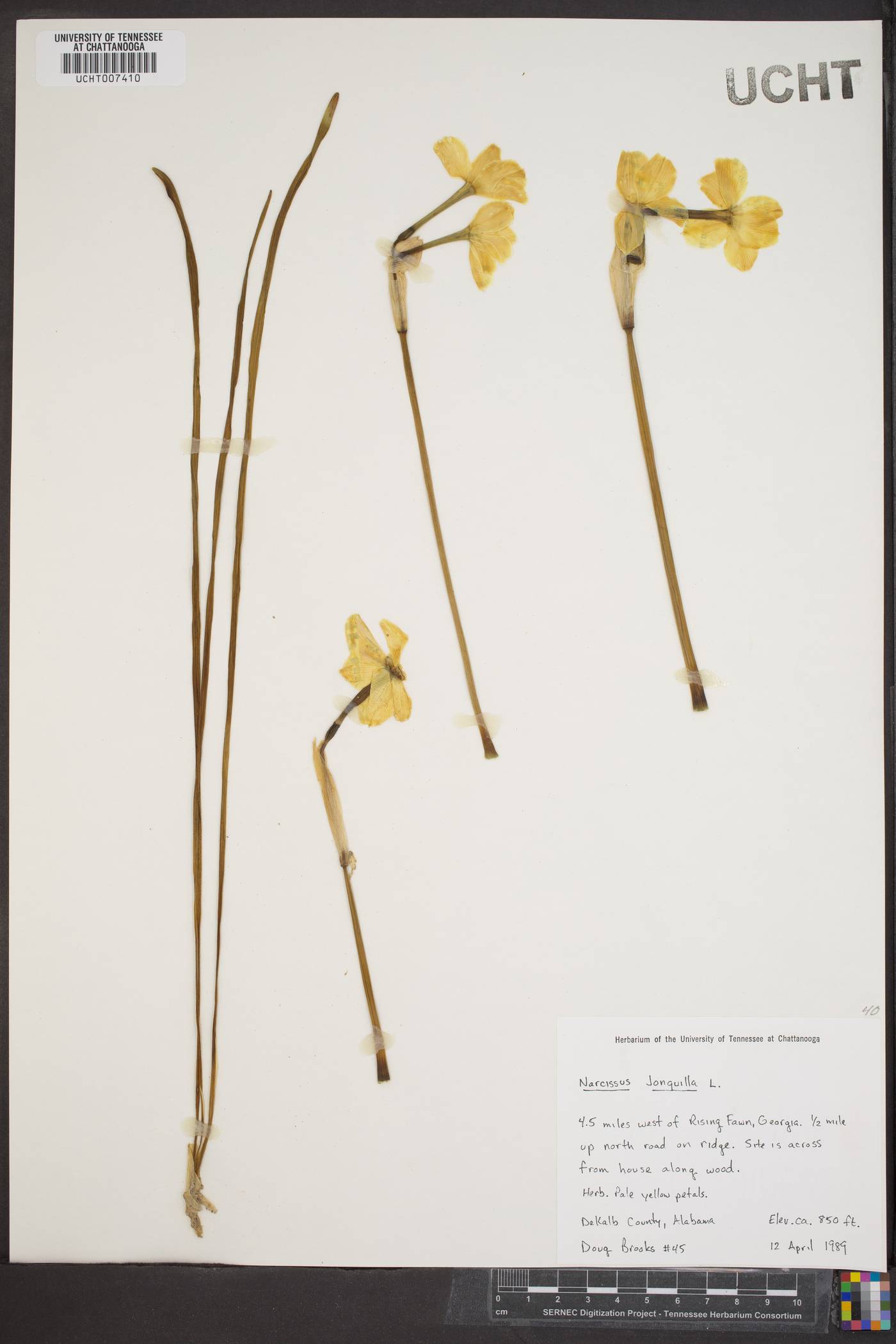 Narcissus jonquilla image