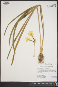 Narcissus × medioluteus image