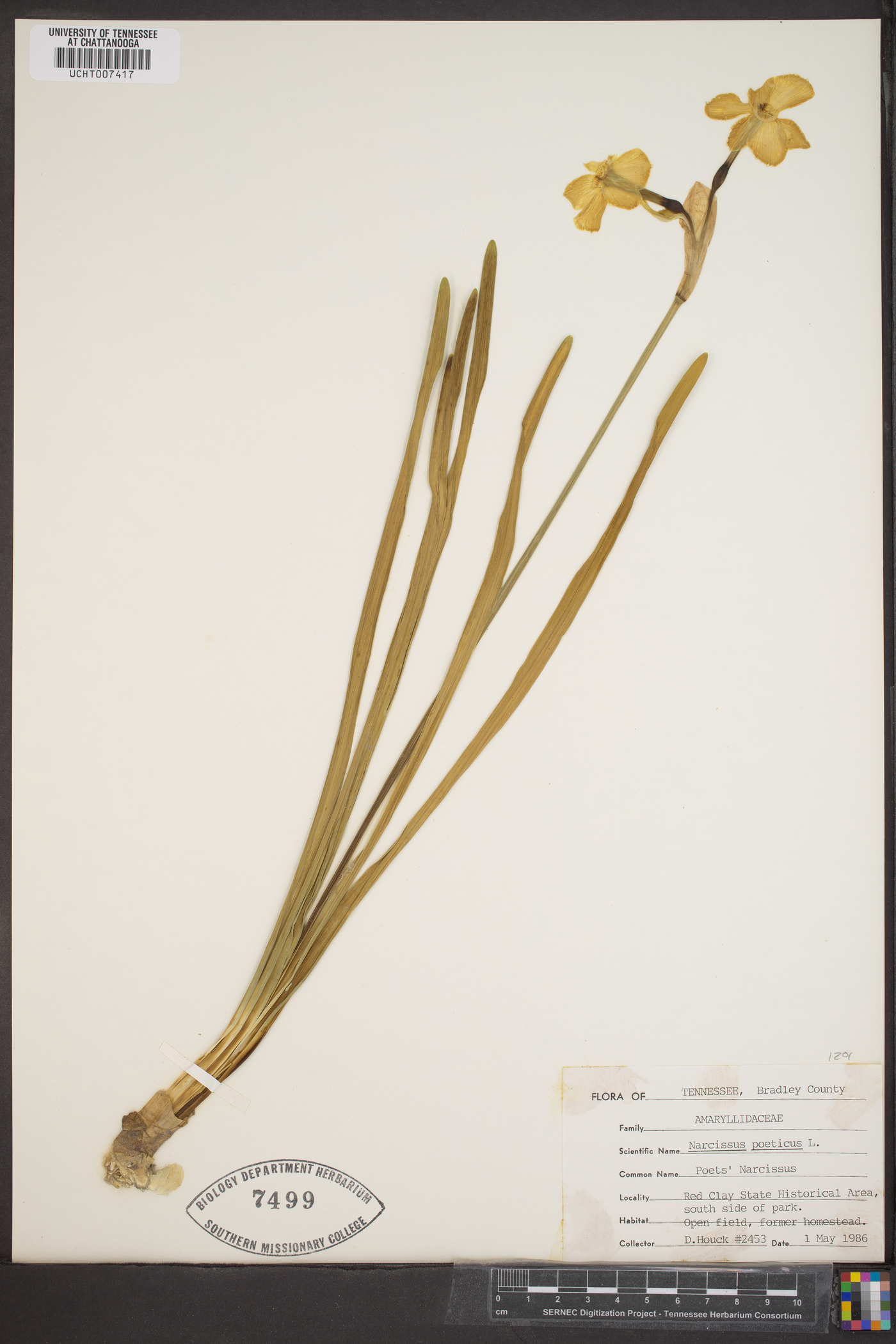 Narcissus poeticus image