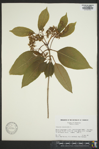 Viburnum cassinoides image