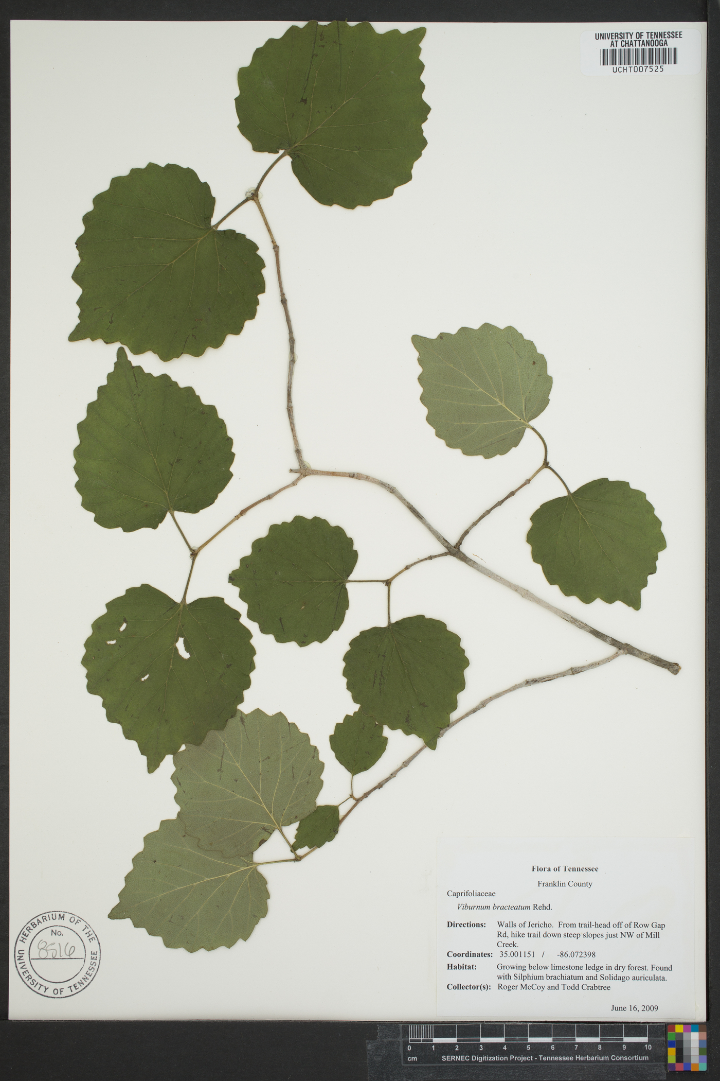 Viburnum bracteatum image