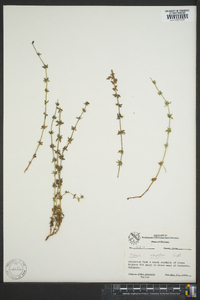 Galium virgatum image