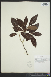 Psychotria ligustrifolia image