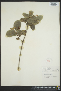 Guettarda scabra image