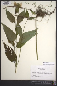 Monarda clinopodia image