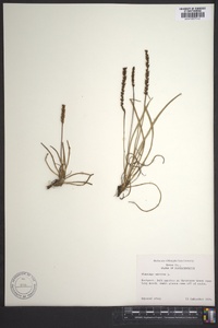 Plantago maritima image