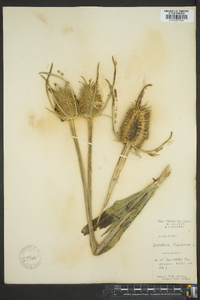 Dipsacus fullonum image